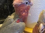 Hand-Raised cockatoo Galah Baby Parrot