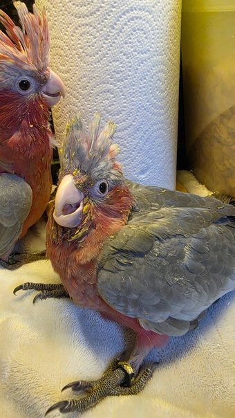 Hand-Raised cockatoo Galah Baby Parrot