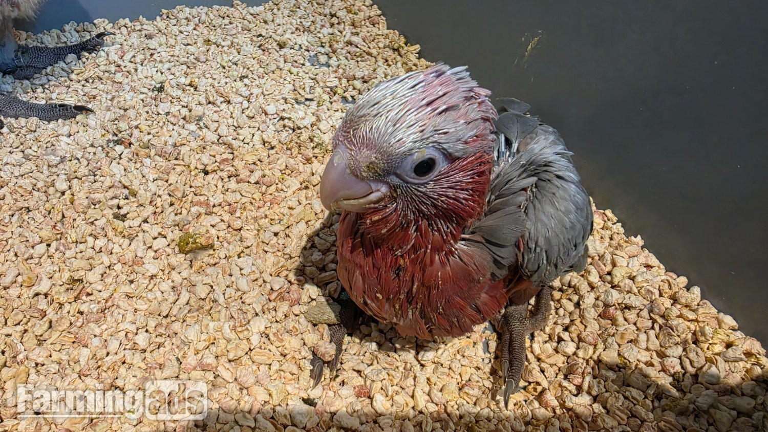 Hand-Raised cockatoo Galah Baby Parrot