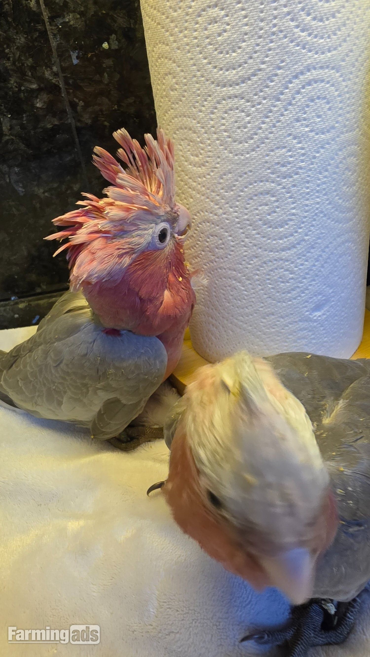  Hand-Raised cockatoo Galah Baby Parrot
