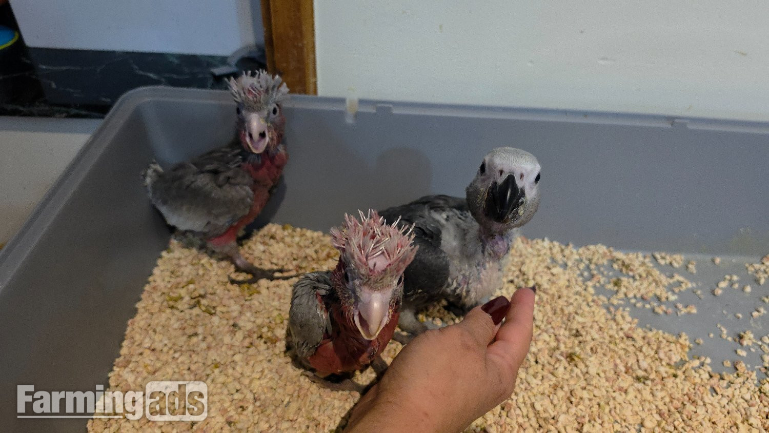 Hand-Raised cockatoo Galah Baby Parrot - {CATEGORY}