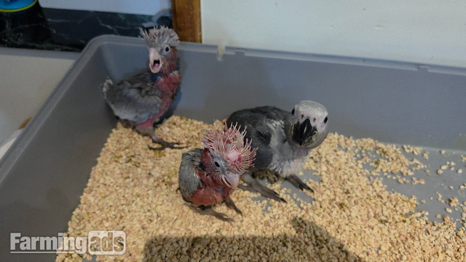 Hand-Raised cockatoo Galah Baby Parrot - {CATEGORY}