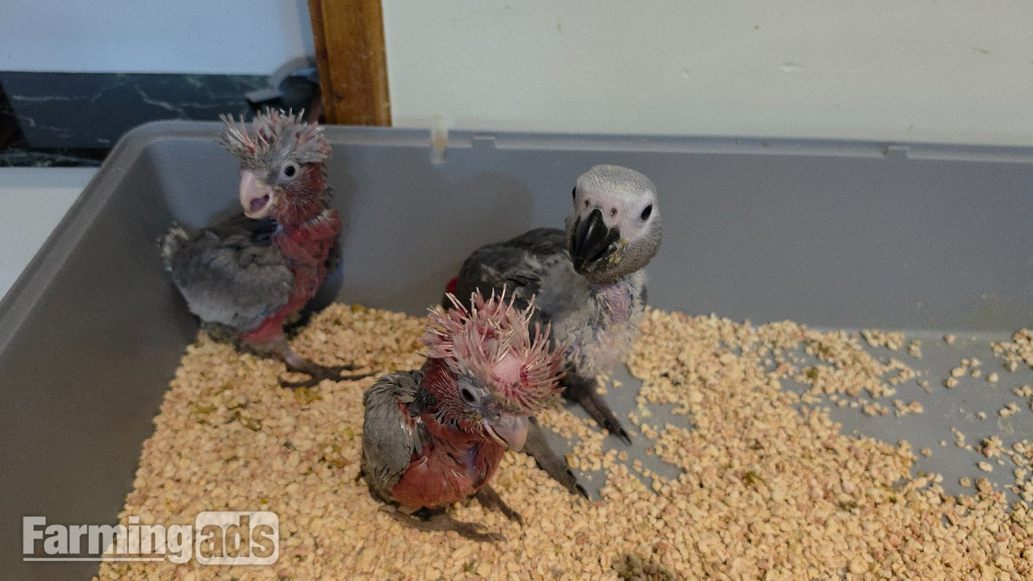 Hand-Raised cockatoo Galah Baby Parrot 