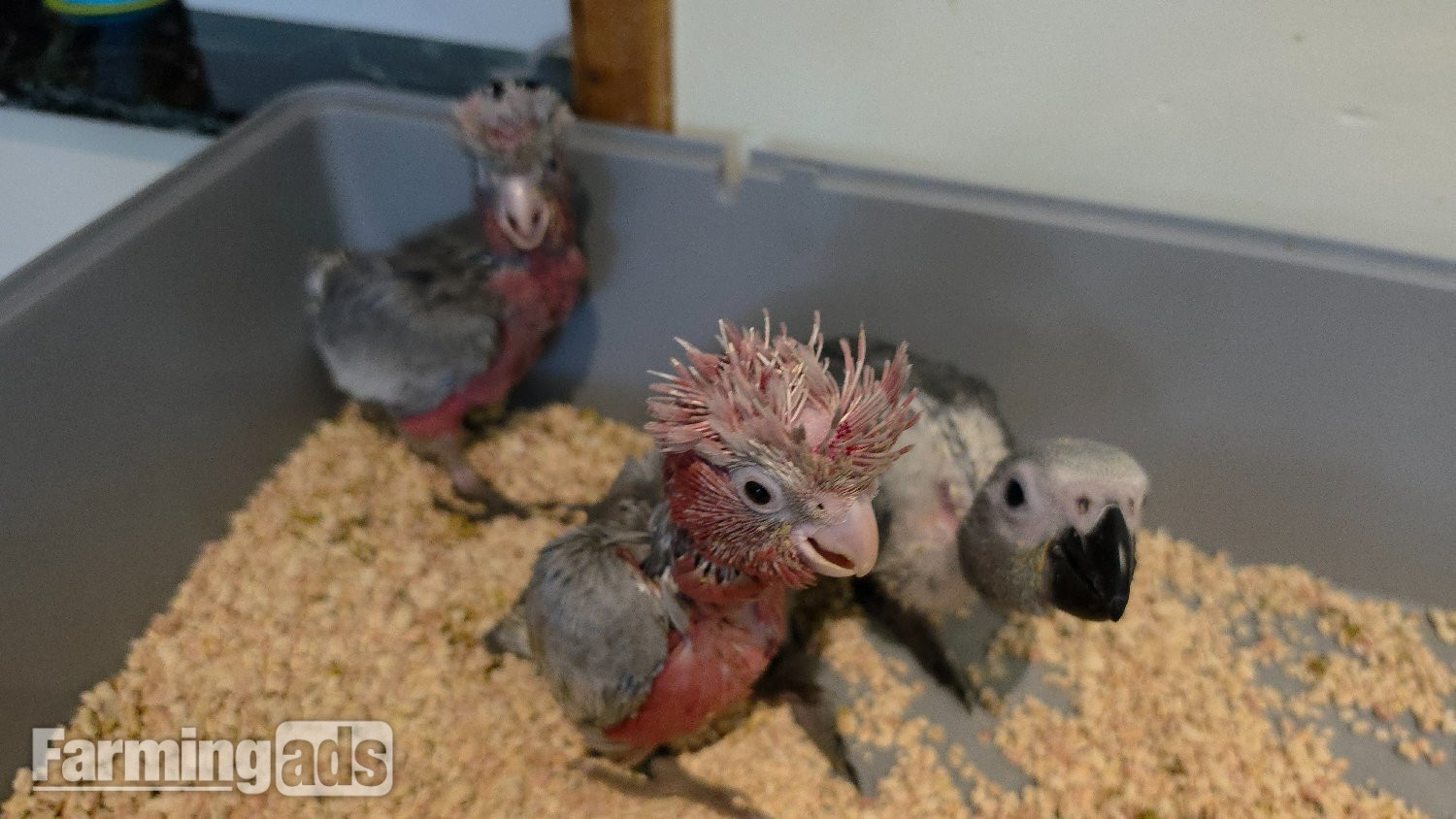 {CATEGORY} - Hand-Raised cockatoo Galah Baby Parrot
