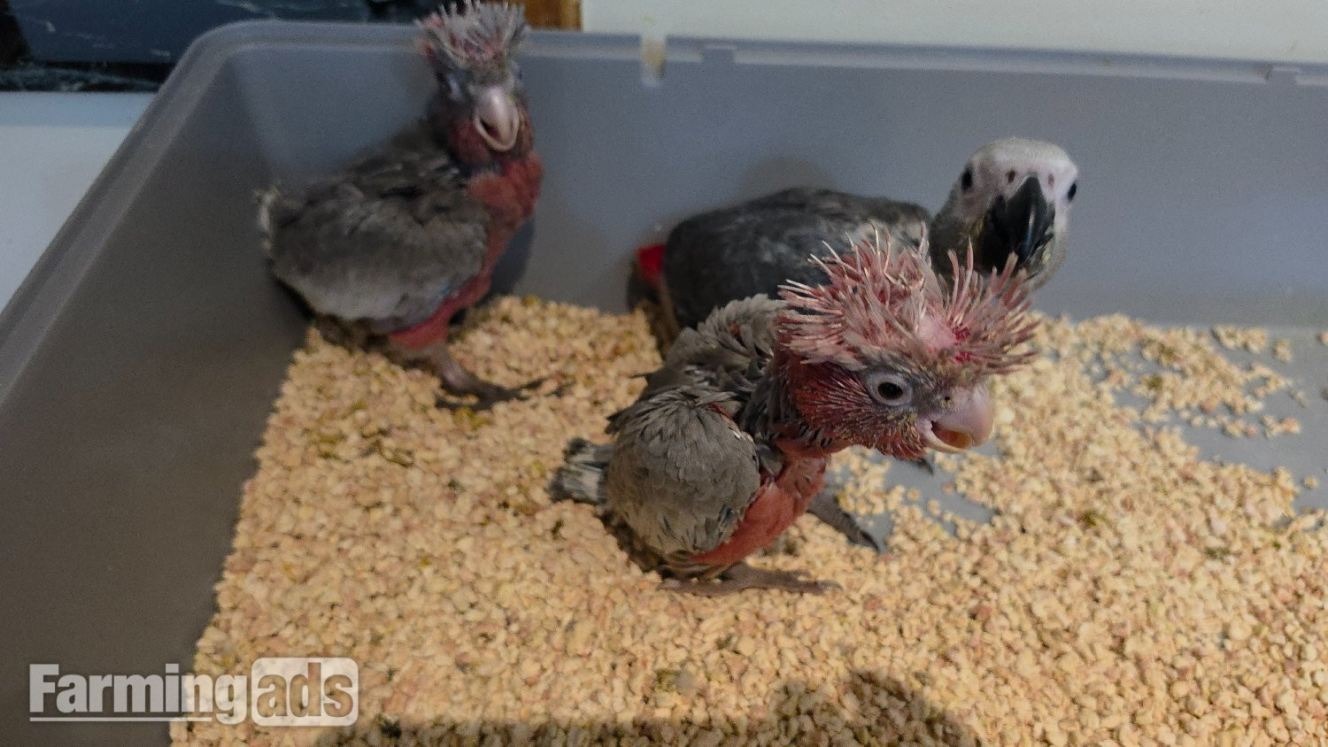 {CATEGORY} - Hand-Raised cockatoo Galah Baby Parrot
