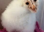 PRE RESERVE - BABY BARN OWLETS DUE TO HATCH
