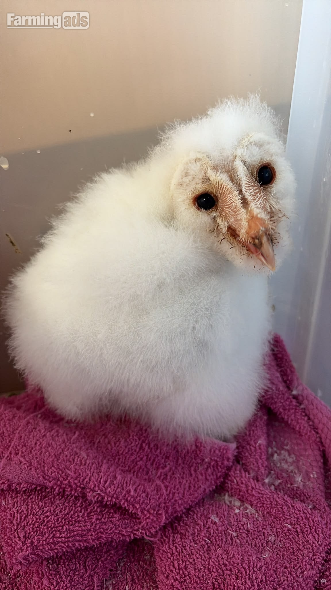 PRE RESERVE - BABY BARN OWLETS DUE TO HATCH
