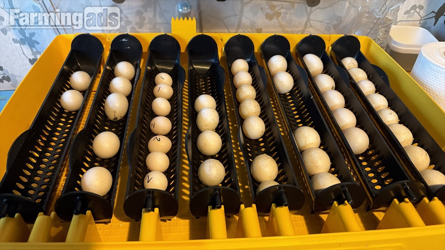 PRE RESERVE - BABY BARN OWLETS DUE TO HATCH