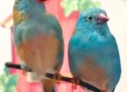 Wanted....Blue Cap Waxbills