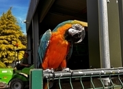 Handsome blue and gold macaw for sale due to relocation