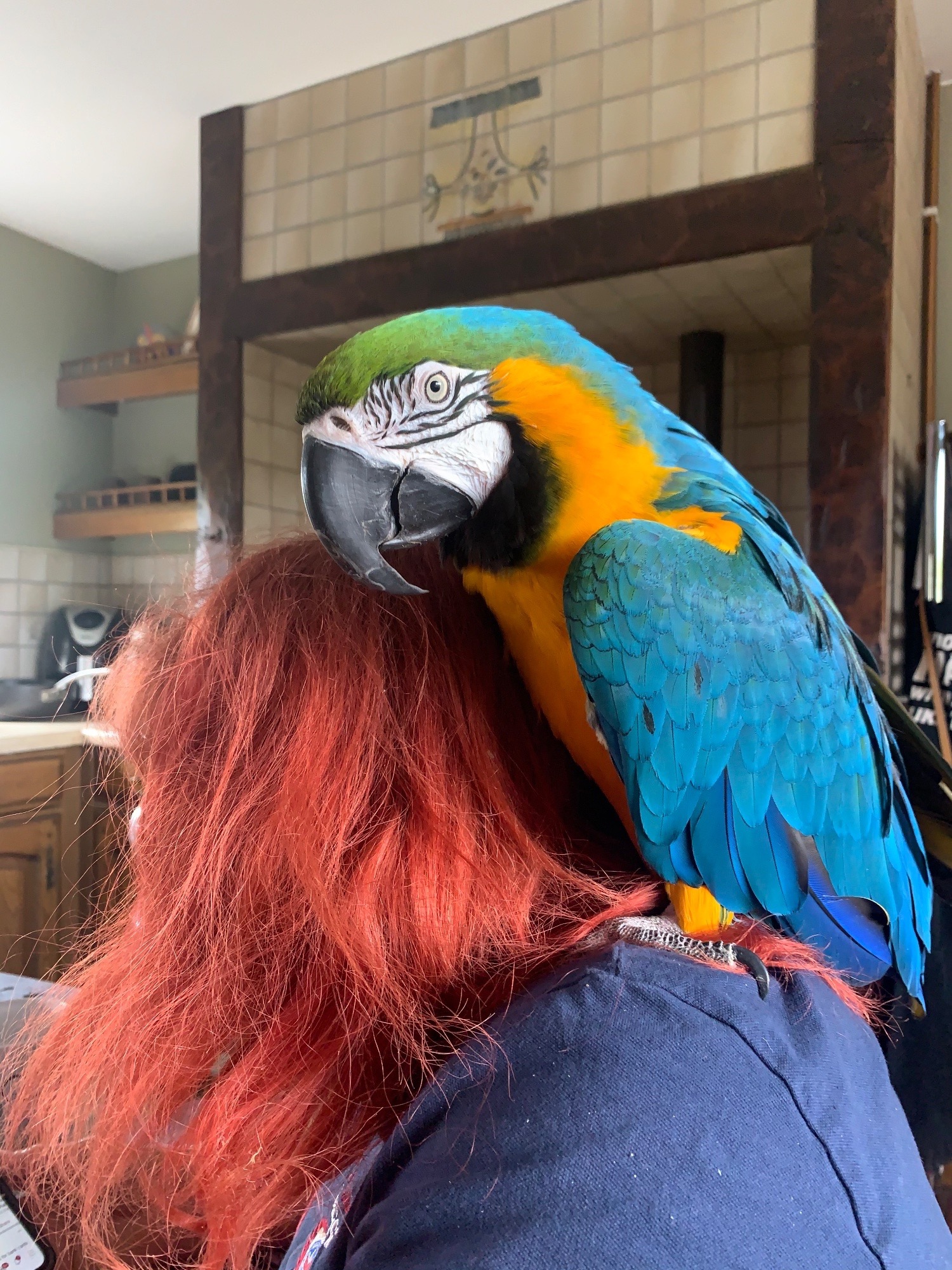 Handsome blue and gold macaw for sale due to relocation