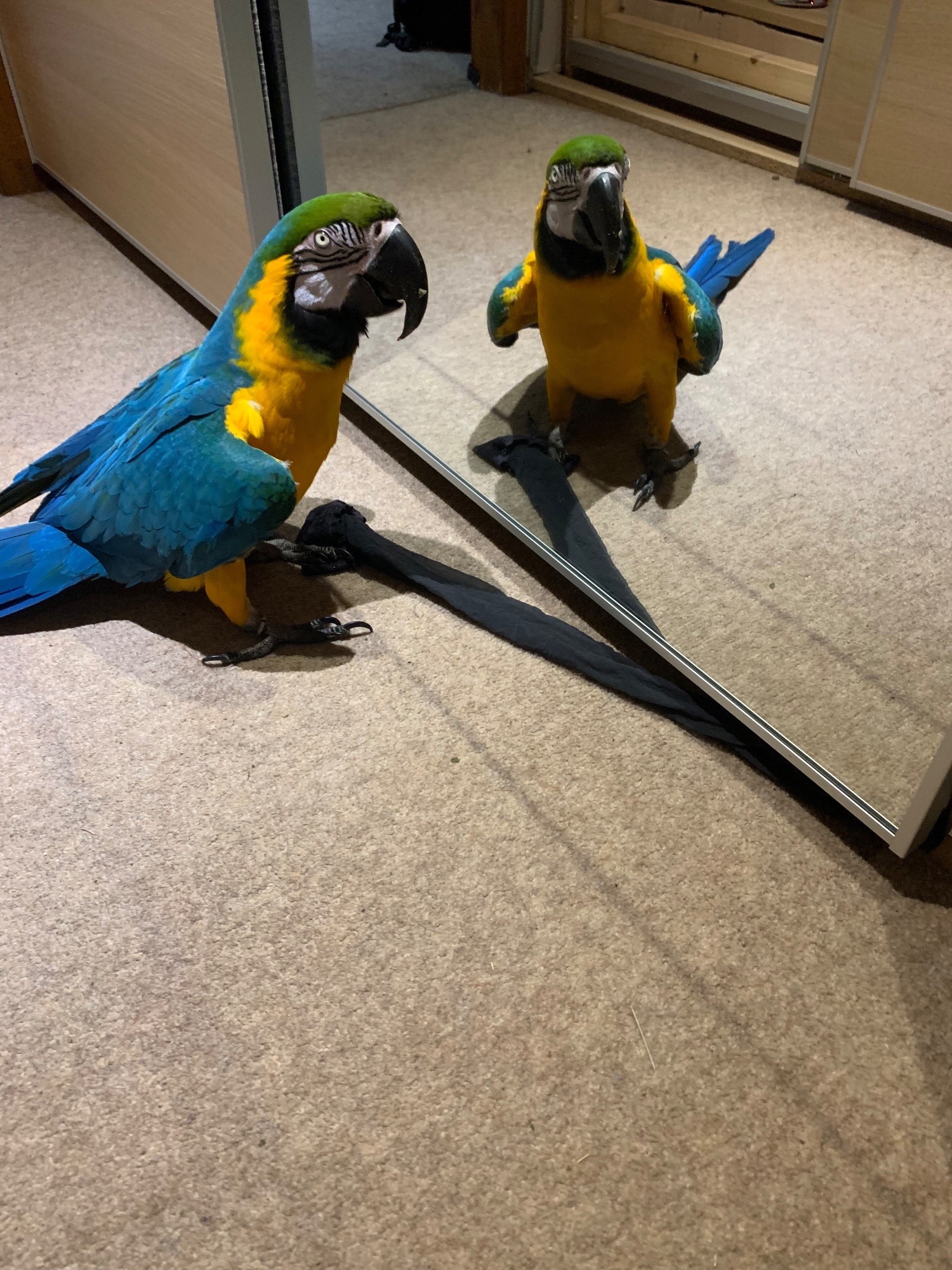  Handsome blue and gold macaw for sale due to relocation