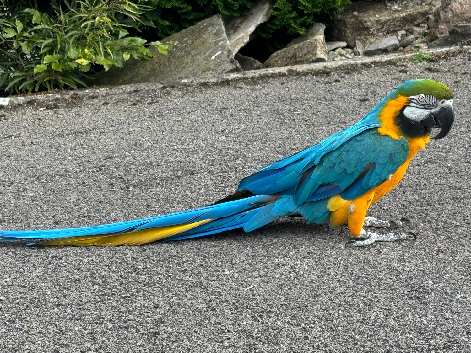Handsome blue and gold macaw for sale due to relocation - {CATEGORY}