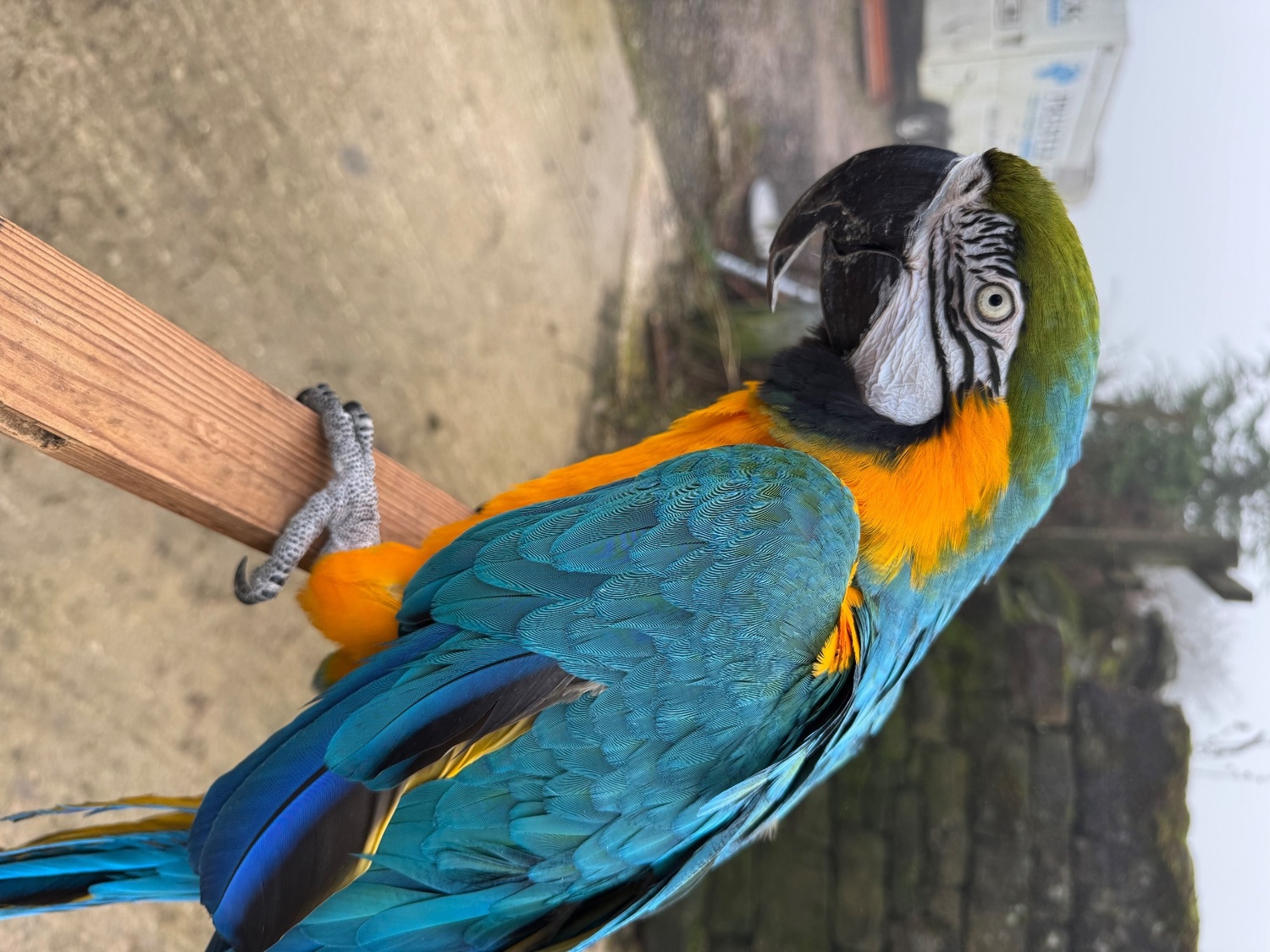 Handsome blue and gold macaw for sale due to relocation - {CATEGORY}