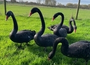 Pairs of unrelated black swans for sale 