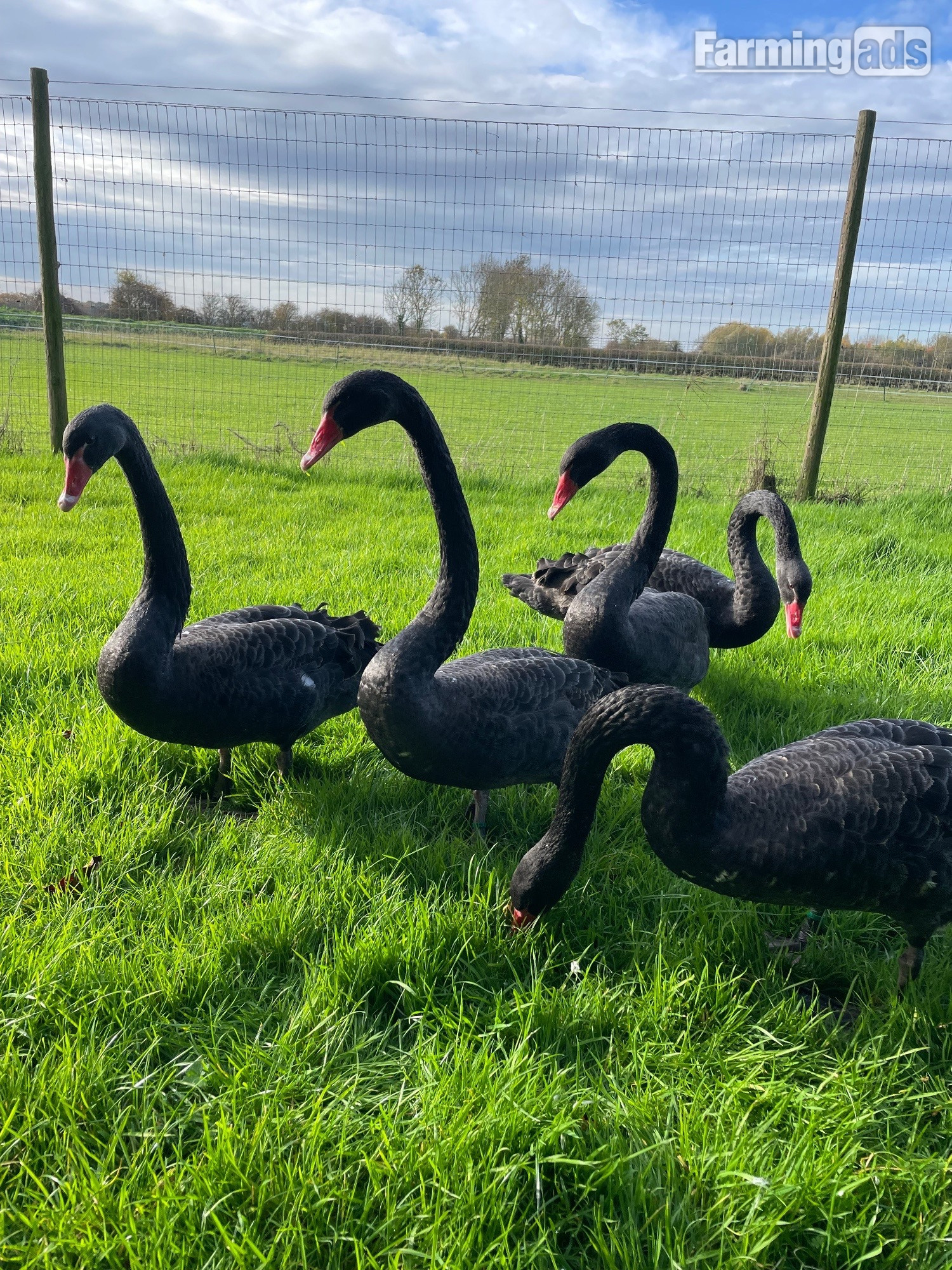 Pairs of unrelated black swans for sale 