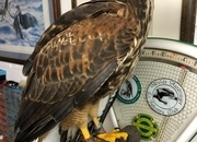 For Sale Harris Hawk x Redtail Hybrid  ***sold subject to collection***