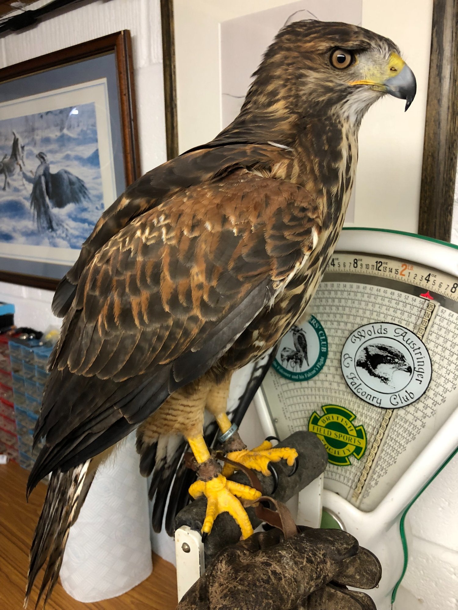 For Sale Harris Hawk x Redtail Hybrid  ***sold subject to collection***