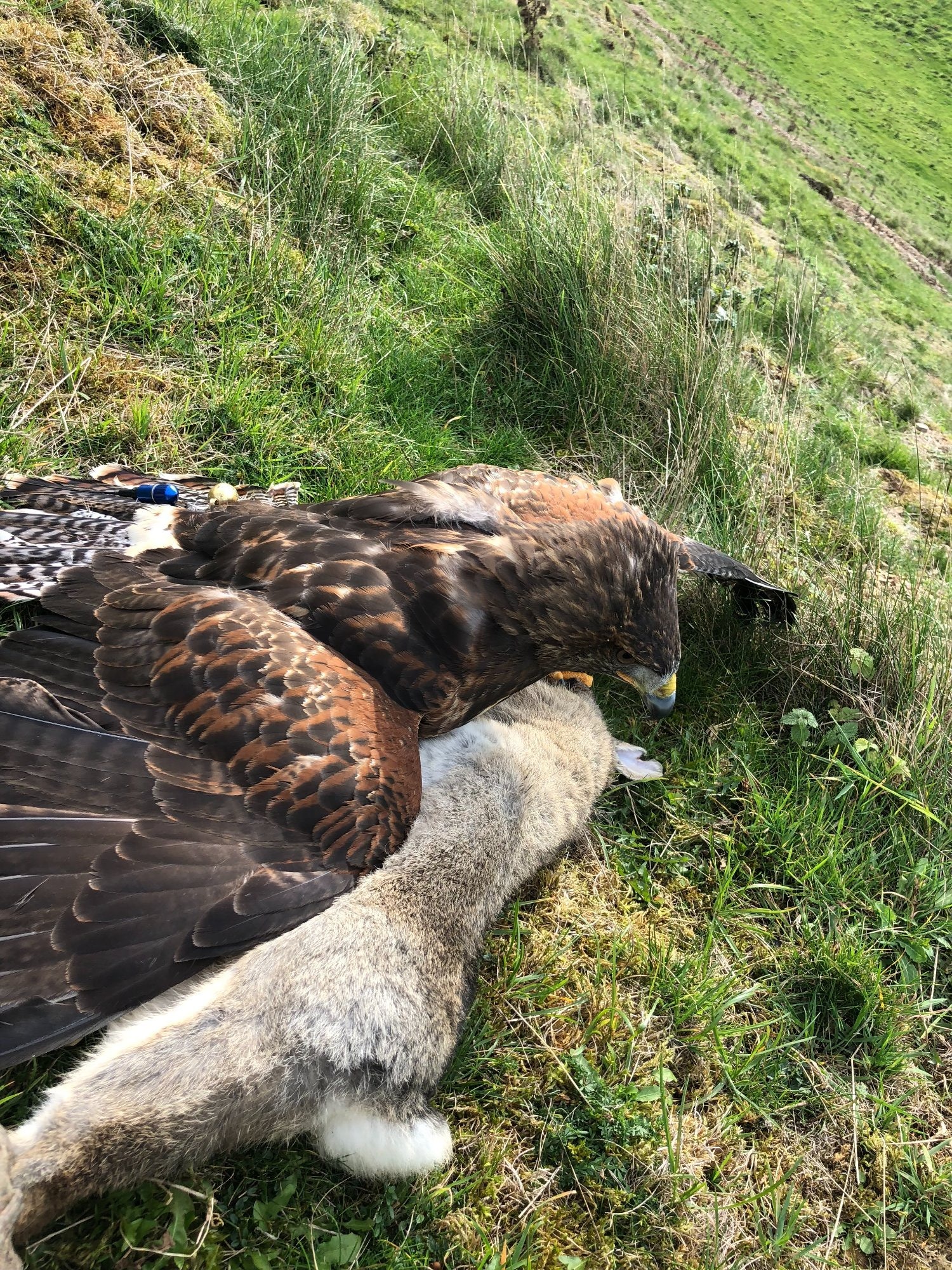  For Sale Harris Hawk x Redtail Hybrid  ***sold subject to collection***