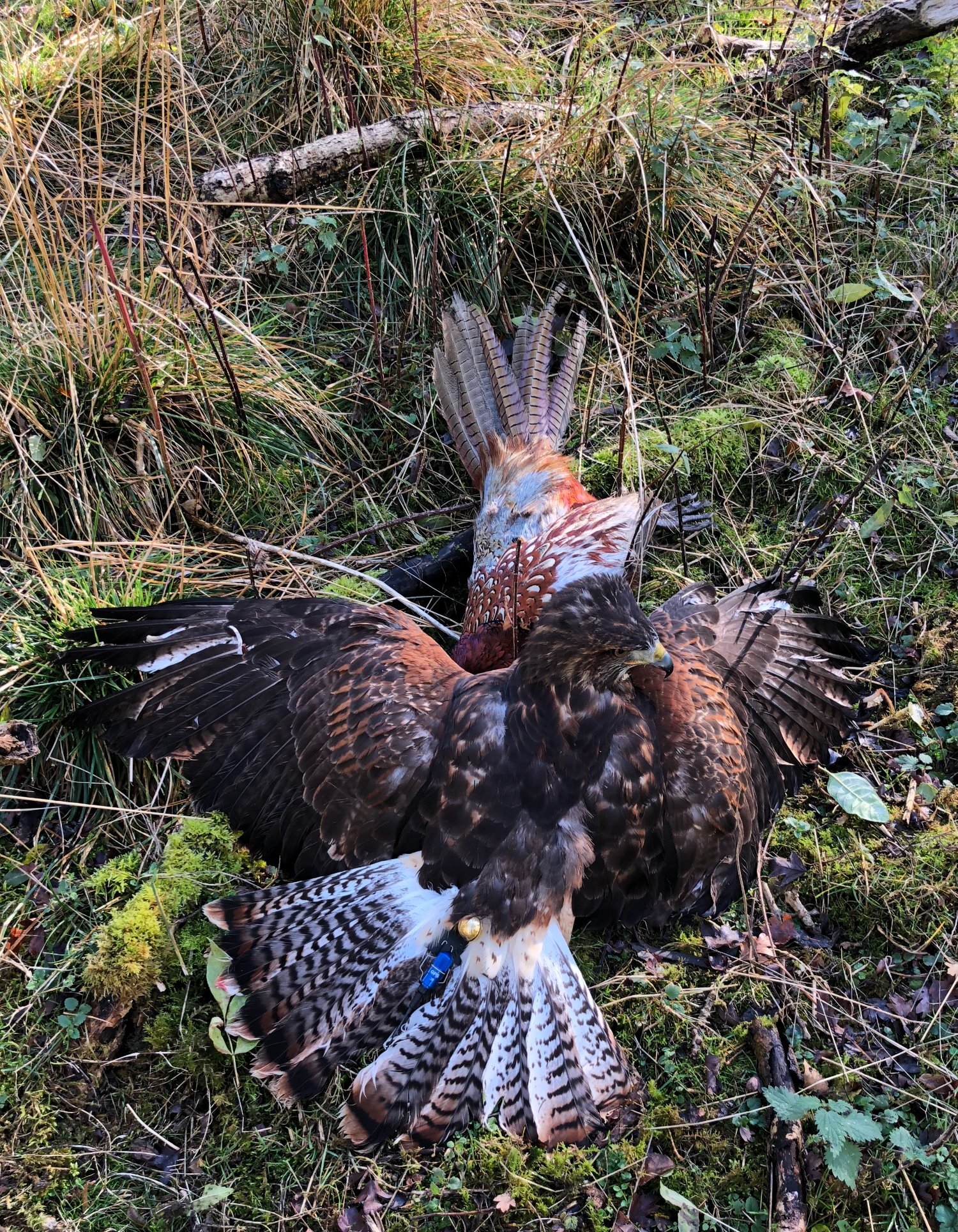For Sale Harris Hawk x Redtail Hybrid  ***sold subject to collection*** - {CATEGORY}