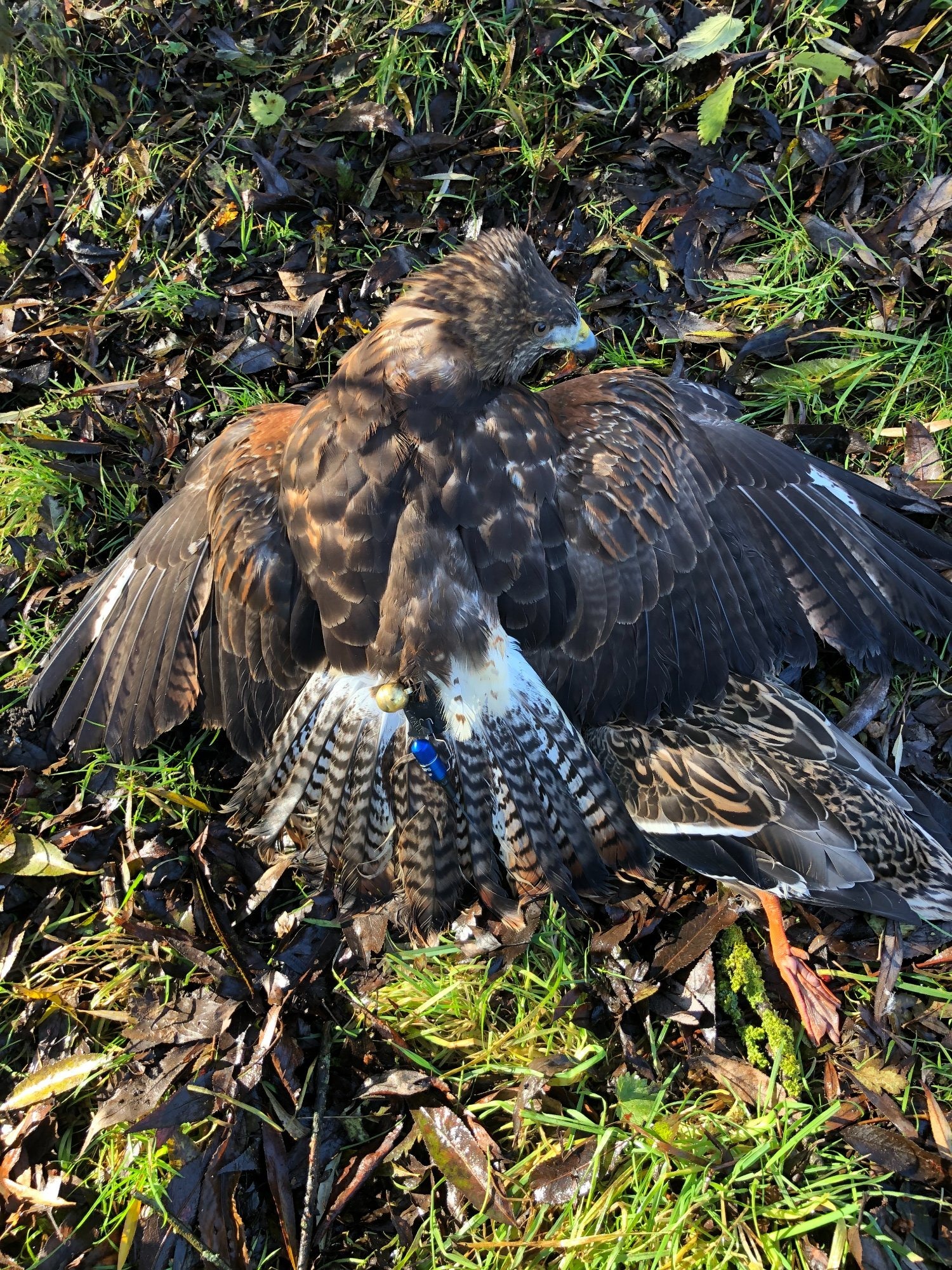 For Sale Harris Hawk x Redtail Hybrid  ***sold subject to collection*** - {CATEGORY}
