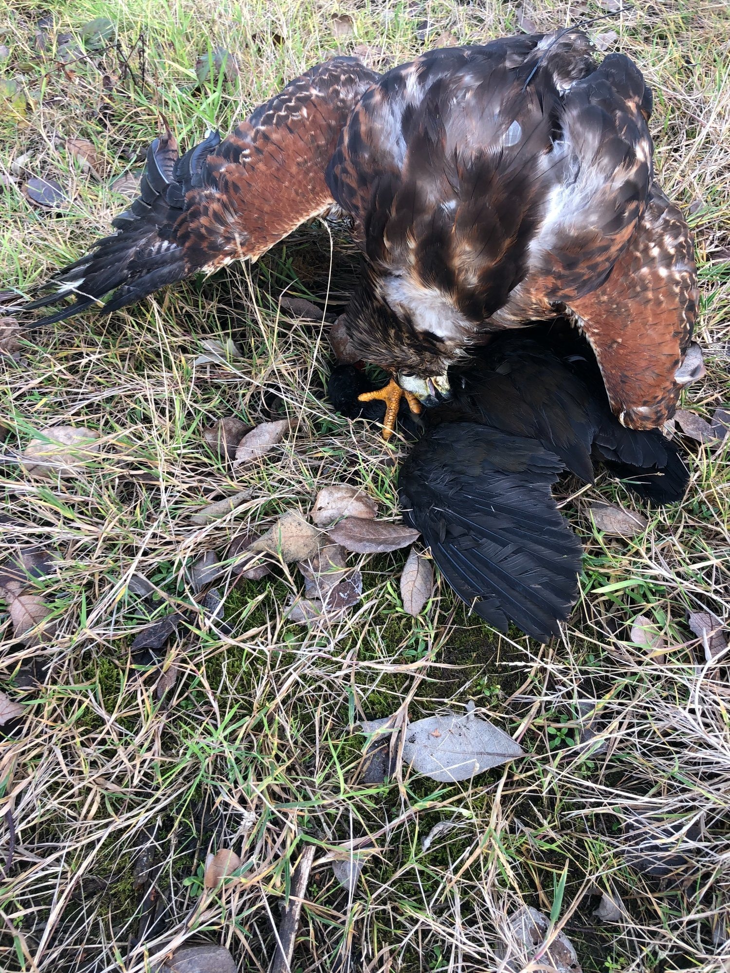 {CATEGORY} - For Sale Harris Hawk x Redtail Hybrid  ***sold subject to collection***