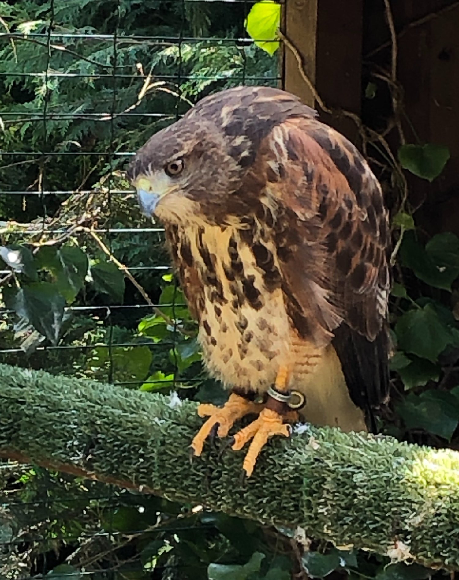 {CATEGORY} - For Sale Harris Hawk x Redtail Hybrid  ***sold subject to collection***