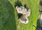 7 week old baby Unsexed barn owls for sale