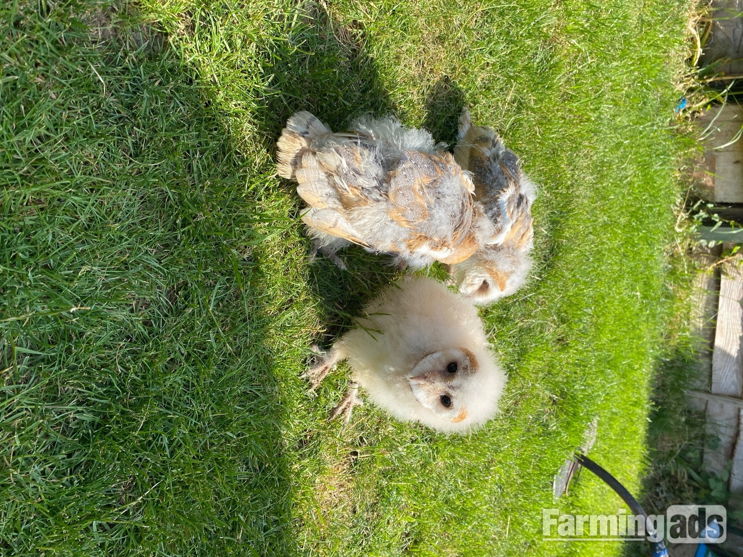 7 week old baby Unsexed barn owls for sale
