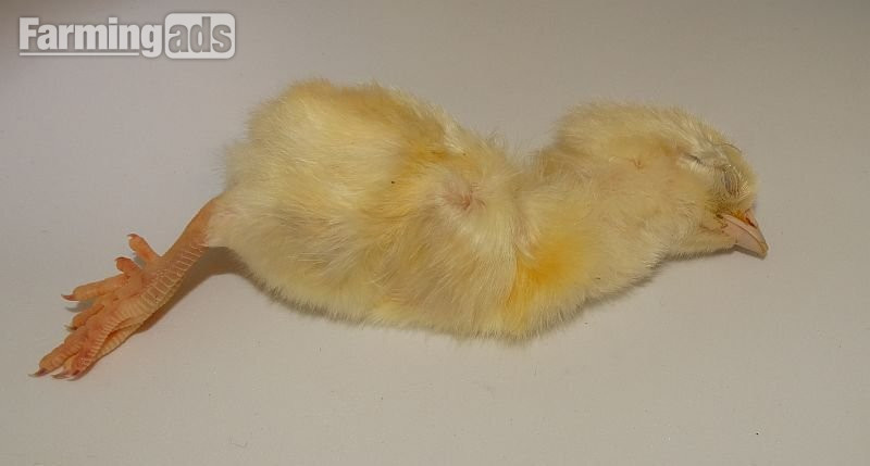 Frozen Day Old Chicks 250/10kg Boxes COLLECTION ONLY from B79 9JR
