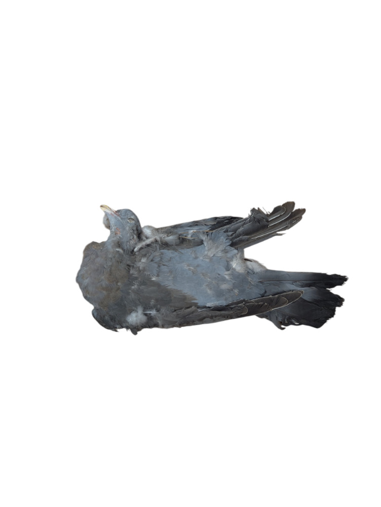  Frozen Day Old Chicks 250/10kg Boxes COLLECTION ONLY from B79 9JR