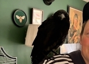 Beautiful hand reared baby rook with large cage , eating healthy trying to tell 