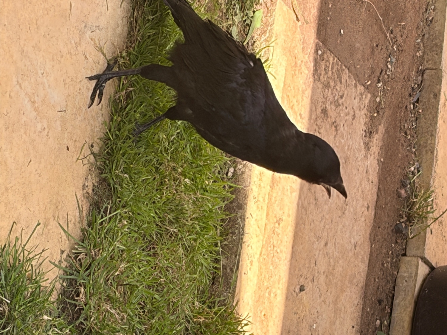 Beautiful hand reared baby rook with large cage , eating healthy trying to tell 