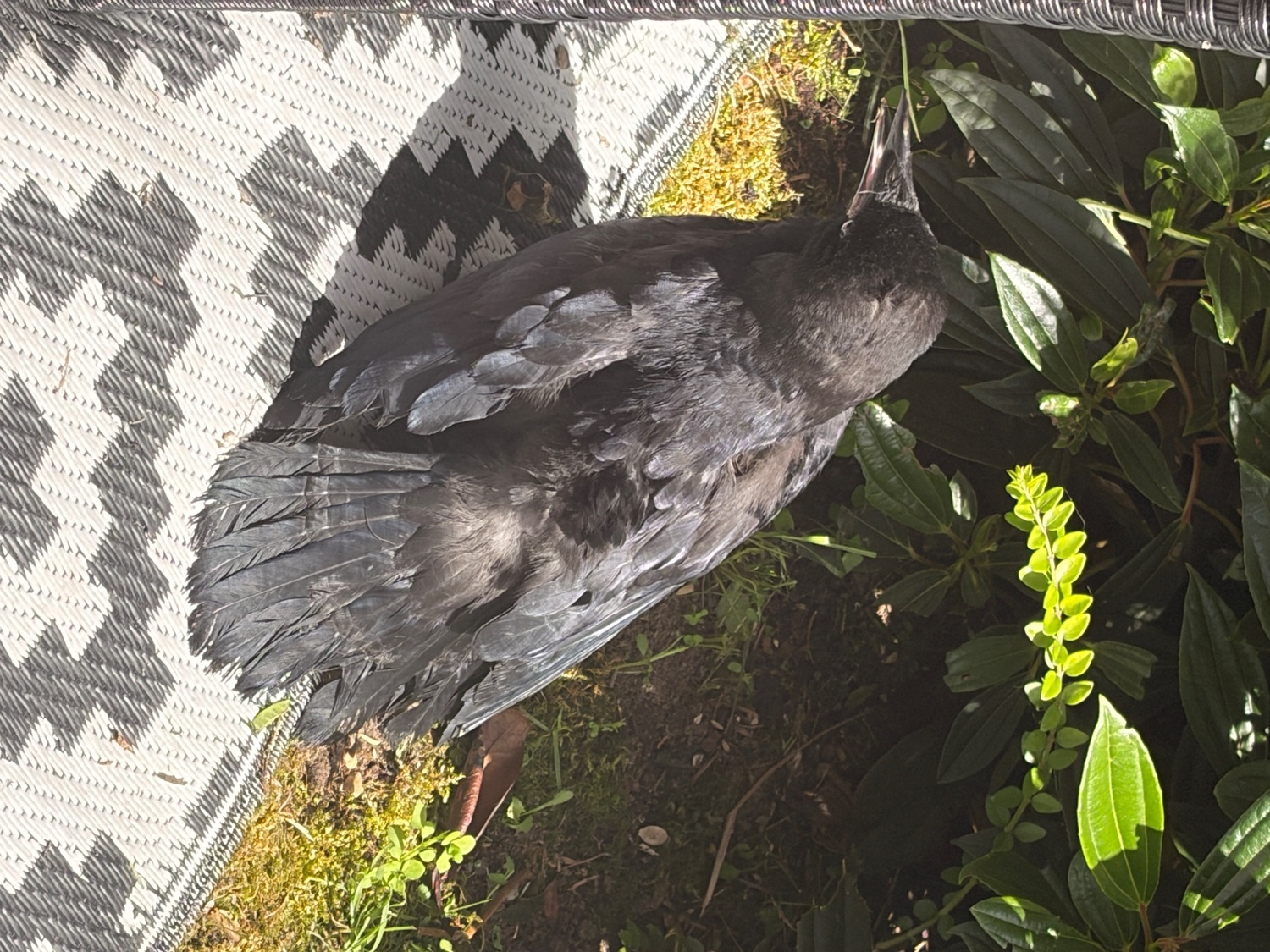  Beautiful hand reared baby rook with large cage , eating healthy trying to tell 