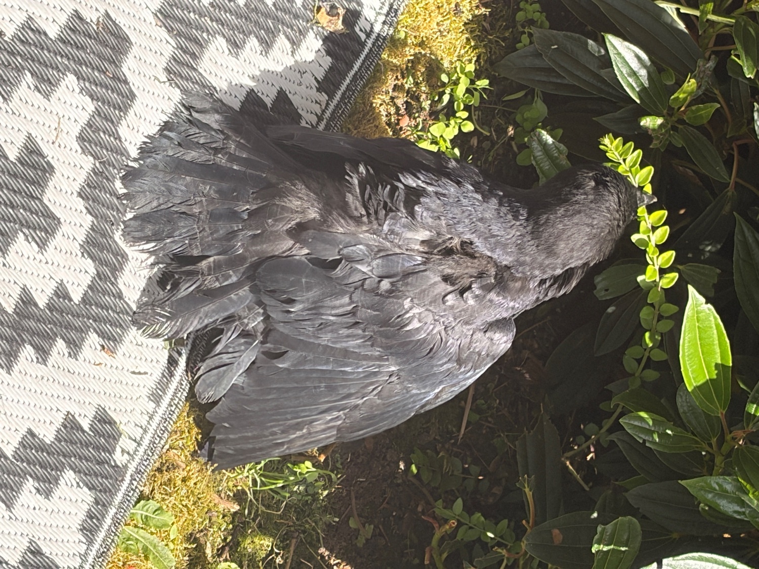 Beautiful hand reared baby rook with large cage , eating healthy trying to tell  - {CATEGORY}