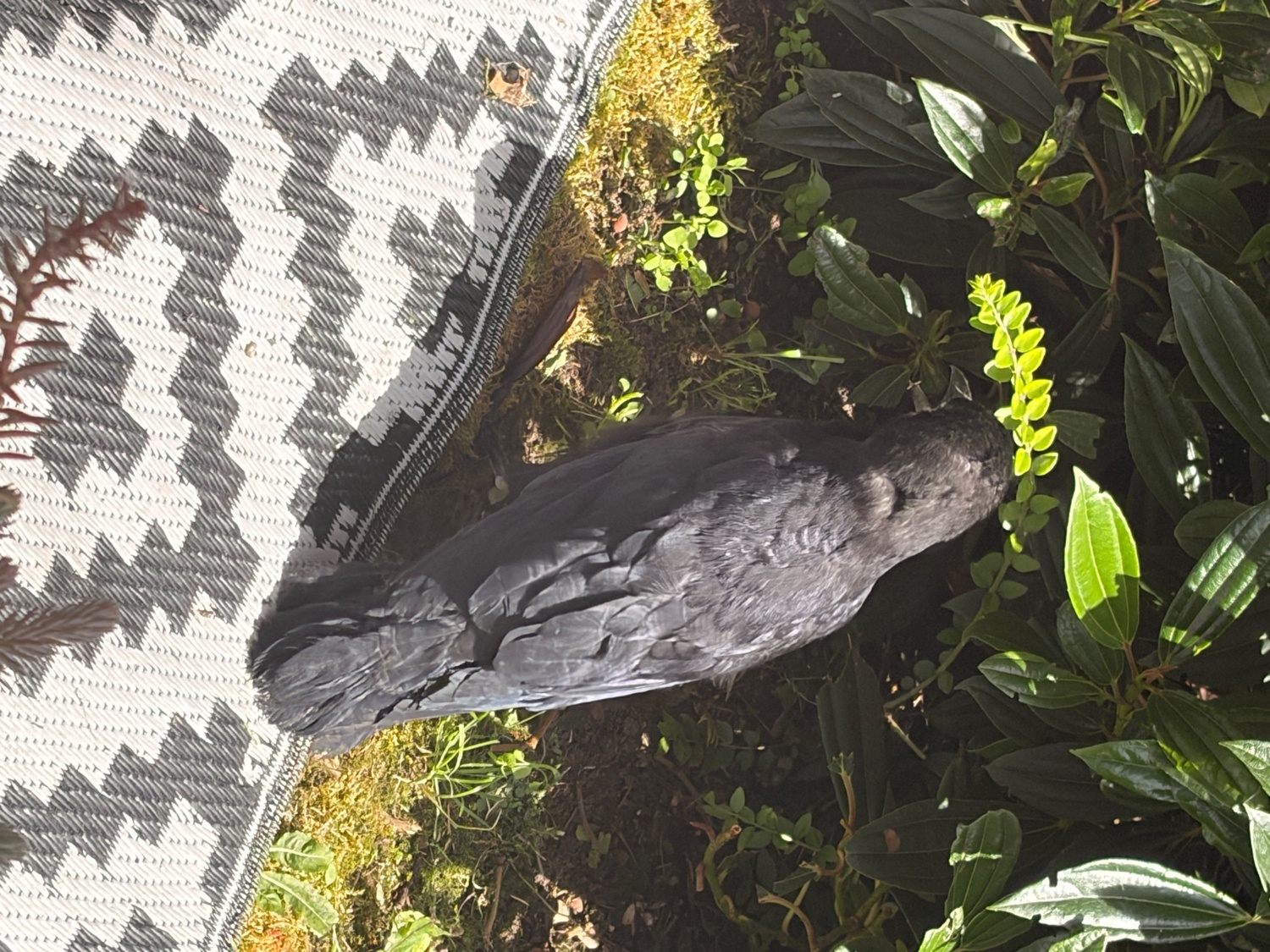 Beautiful hand reared baby rook with large cage , eating healthy trying to tell  - {CATEGORY}