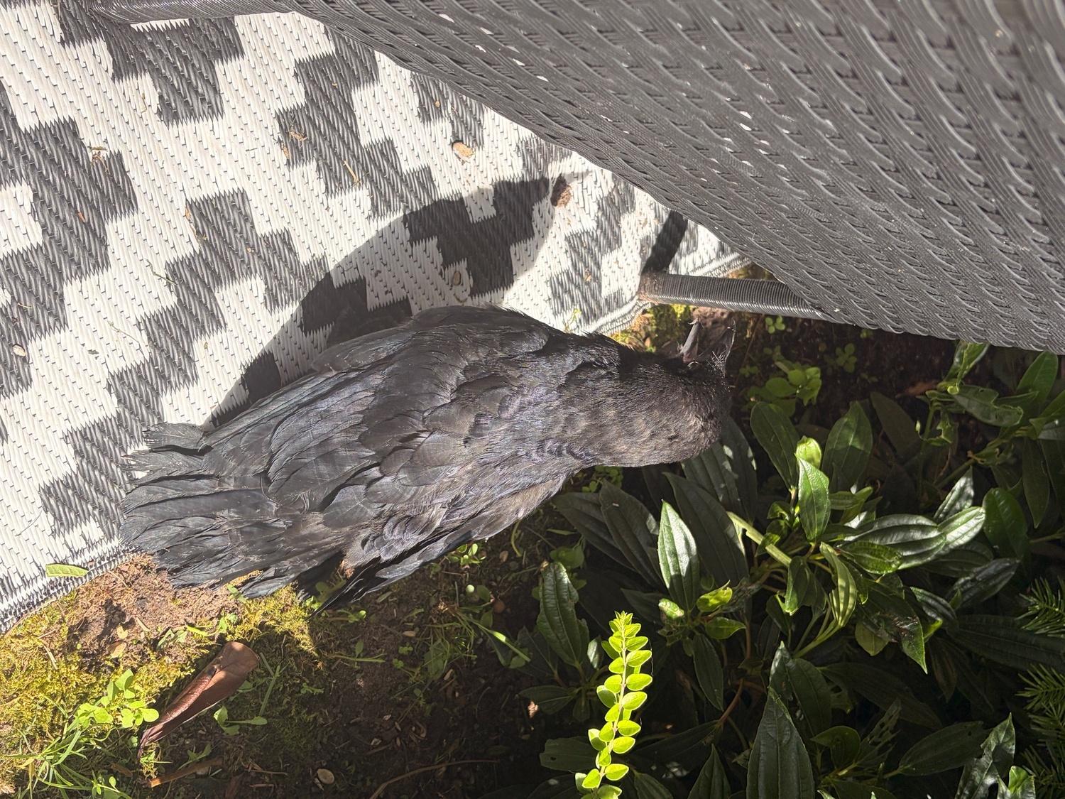 Beautiful hand reared baby rook with large cage , eating healthy trying to tell  