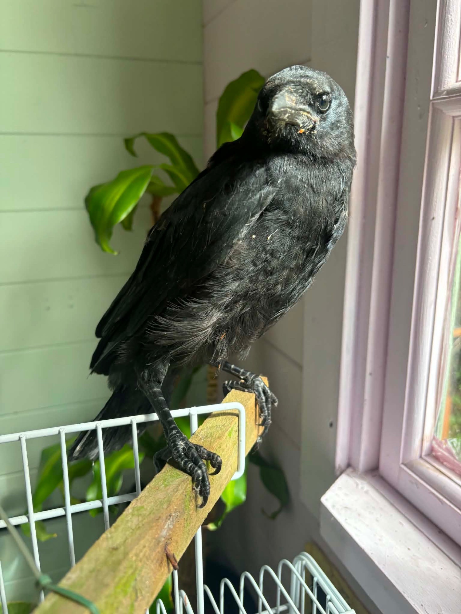 {CATEGORY} - Beautiful hand reared baby rook with large cage , eating healthy trying to tell 