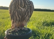2026 saker falcons 1 male 2 females 
