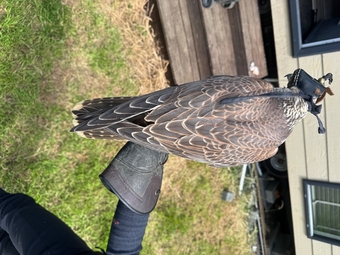 2026 saker falcons 1 male 2 females 