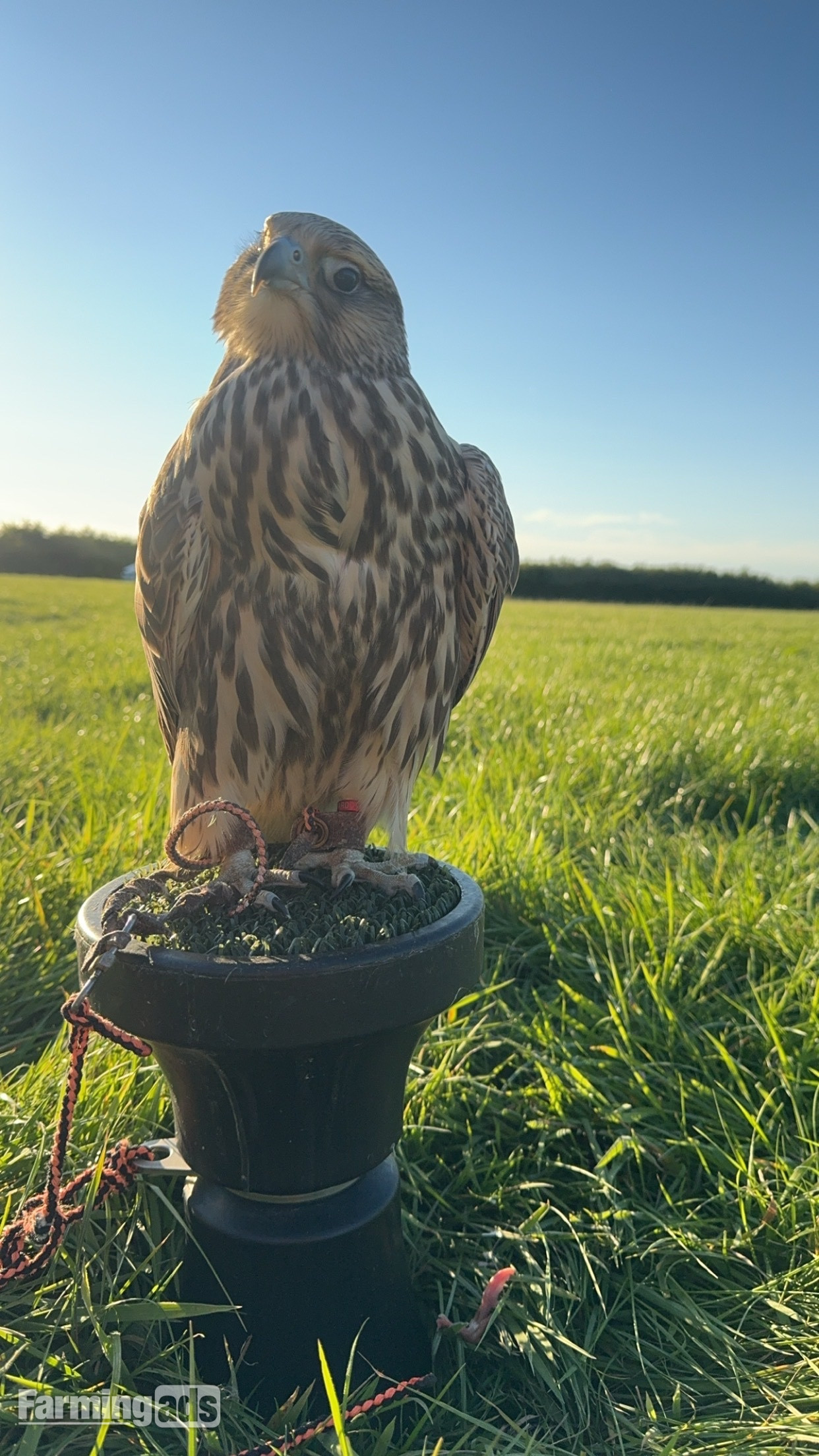 2026 saker falcons 1 male 2 females 