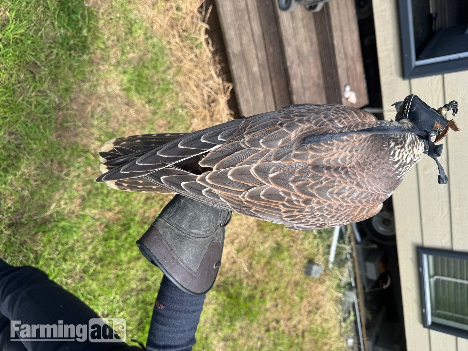 2026 saker falcons 1 male 2 females 