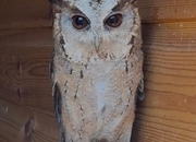 Pair of 2 year old Indian Scops owls available 