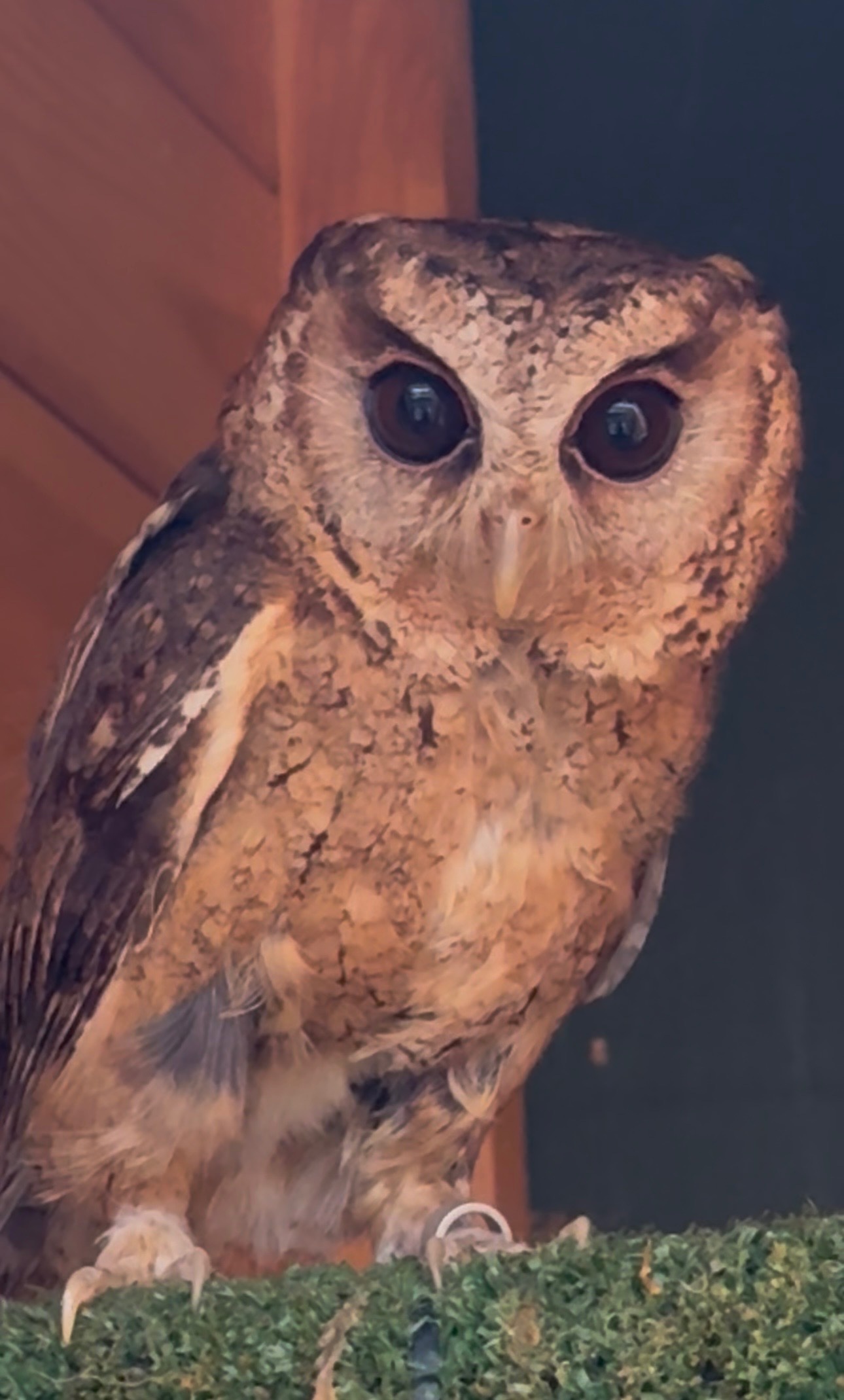 Pair of 2 year old Indian Scops owls available 