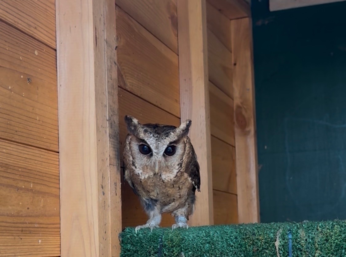  Pair of 2 year old Indian Scops owls available 