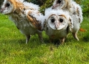 Barn Owl Owlets for sale 