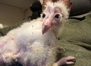 Barn Owl Owlets for sale 