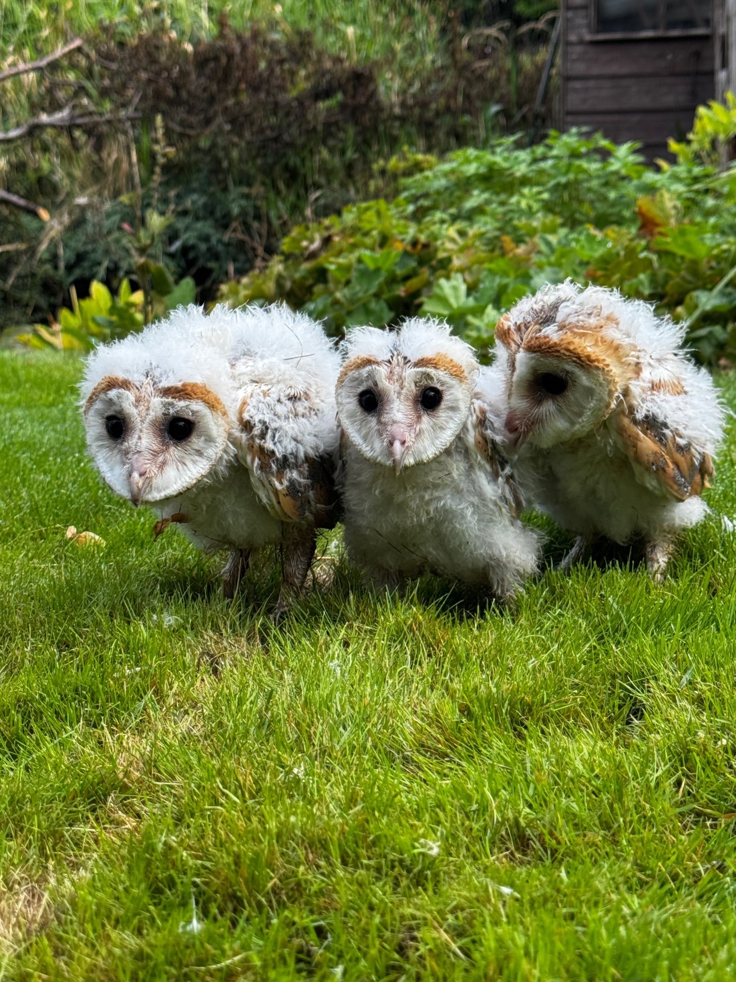 Barn Owl Owlets for sale 