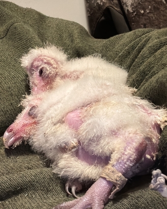 Barn Owl Owlets for sale 