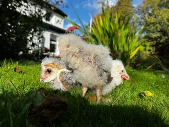 Barn Owl Owlets for sale 